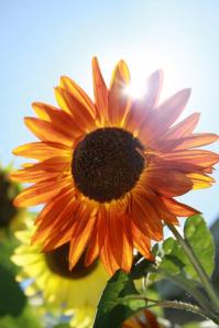 Together - Spring and Summer