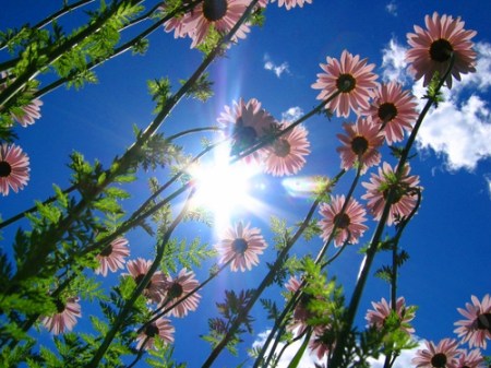 Flowers shine during the heatwave