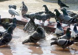 Pigeons try to beat the heat!