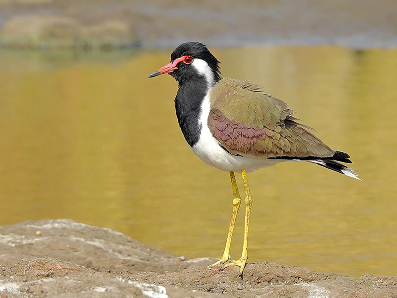 Red-wattled_lapwing_(Vanellus_indicus)_Photograph_by_Shantanu_Kuveskar