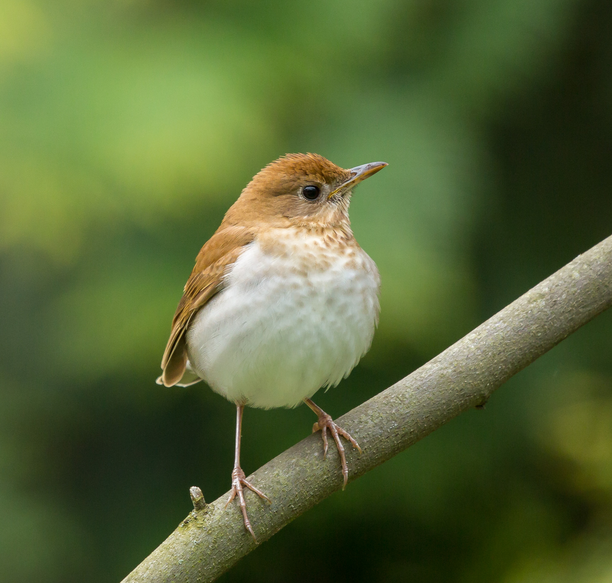 veery bird