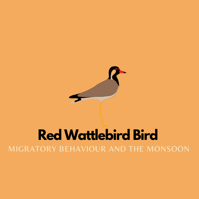 The migratory behaviour of the Red-Wattled Lapwing has a relationship with the monsoon&nbsp;season