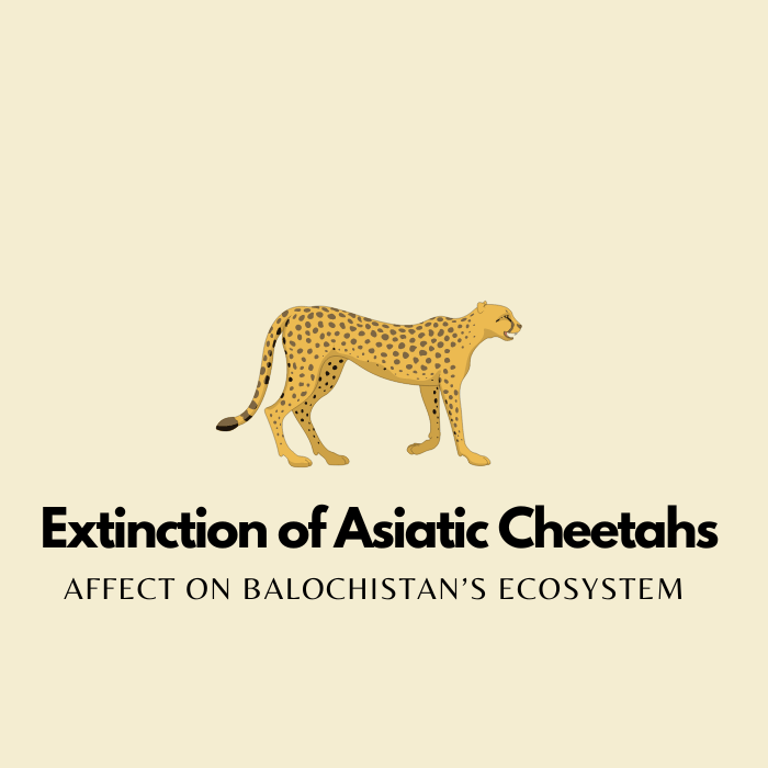 Extinction of Asiatic Cheetahs Might Have Affected Balochistan’s Ecosystem